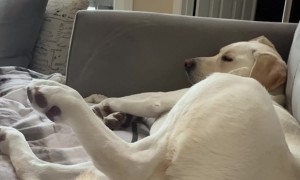 Pup's Leg Pops Up When Hand Is Near