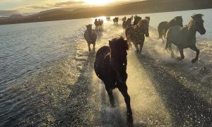 Icelandic Horses Run Across Hop Lake