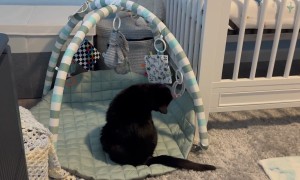 Cat Plays With Baby Toys