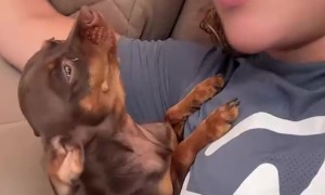 Talkative Pinscher Puppy