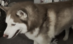 Husky Sneezes and Says I Love You
