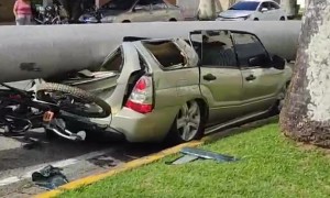 Big Palm Tree Fell on Empty Car