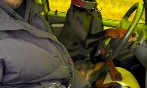 Teaching My Dog to Drive So I can Drink