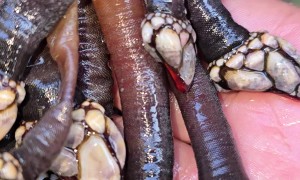 Harvesting Goose Barnacles
