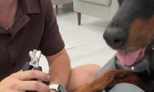 Lifehack for Trimming Dog's Nails