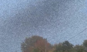 Midges Swarm North Madison, Ohio