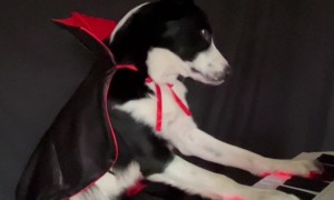 Contrasting Piano Pieces By Vampire Dogs