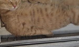 Cat Cozies Up in Window to Sunbathe