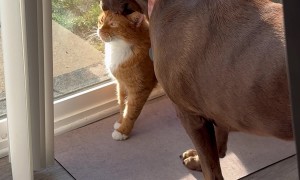 Cat Crushes On Labrador