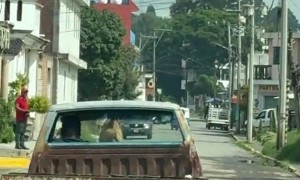 Dog Rides on Top of Old Pickup