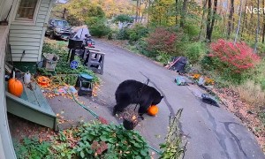 Stolen Pumpkins Tumble Away From Bear Burglar