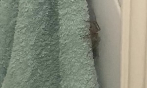 Guess I Won't Be Drying Myself