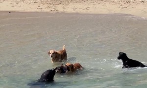 Playful Dogs Interact With a Sea Lion on the Beach