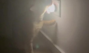 Orange Cat Tries to Eat a Nightlight