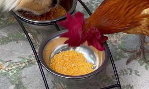 Cat and Chicken Besties Eat Lunch Together