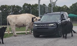 Giant Cow Takes Food Bucket