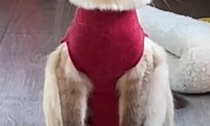 Surgery Suit Changes Cat's Silhouette