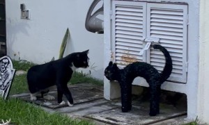 Cat Decor Spooks Real Kitty