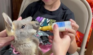 My Son Asked if the Kangaroo Has Autism