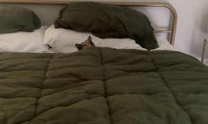 Naughty Cat Tucks Herself Into Bed