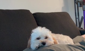 My Dog Has No Boundaries