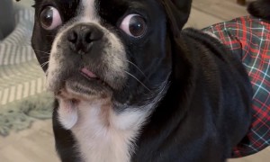 Dog Reacts to My Cheesy Joke