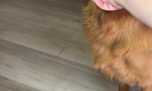 Golden Retriever Demands Forehead Kisses Before Eating Bacon