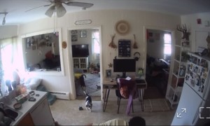 Defeated Twice by Same Baby Gate