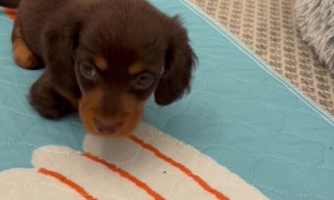 Walter Takes His First Steps