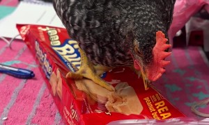 Rooster Demands More Cookies