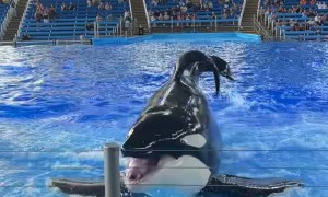 Killer Whale Sticks Tongue Out