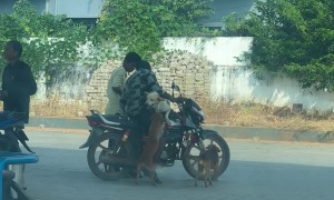 How Many Dog Will Fit On This Bike