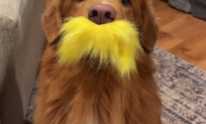 He Speaks for the Trees