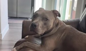 Telling My Dog a Joke