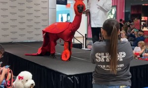 Llama Dressed as Lobster for Costume Contest