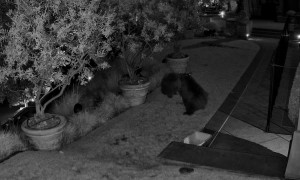 California Brown Bears Boxing at 3:00 AM