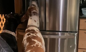 Great Danes Using the Ice Dispenser