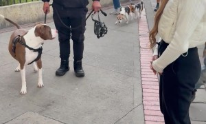 Funny Pup Reunites With His Owner After Two Years