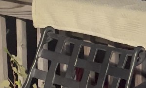 Mantis and Cat Interaction