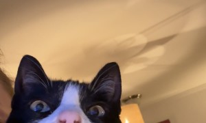 Cat Discovers Video Games After Anesthesia