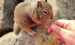 Feeding Squirrels at the Beach
