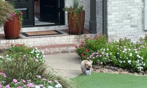 Dog Wears Sunday Best for His Tuesday Dog Bus Group