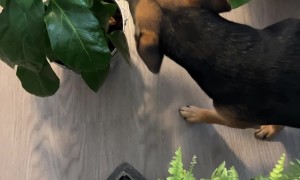 Cute Dog Tip-Toeing Through Plants