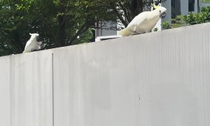 Parrot Suddenly Jumps Away From Bowl