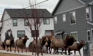Amazing Local Traffic in Loveland Colorado