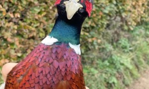 Pheasant Dance Fun