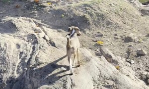 Puppy Saves Fish's Life by Taking It to the River
