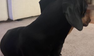 Dachshund Has the Most Gentle Please Continue Button
