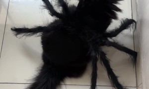 Cat-rantula Halloween Costume