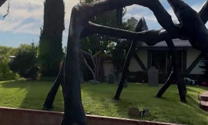 Neighbor’s Amazing Stranger Things Halloween Decorations